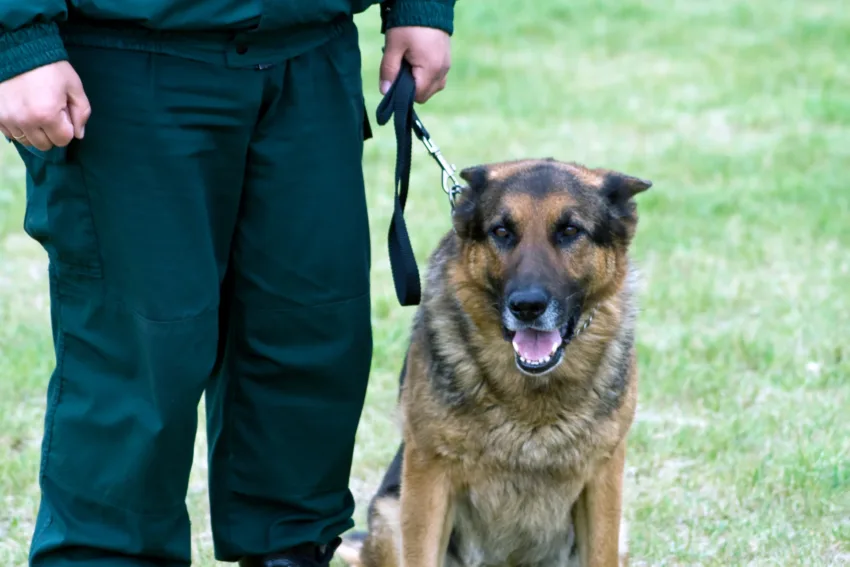 Groupe Sgp Maitre Chien AdobeStock 15278742 6185